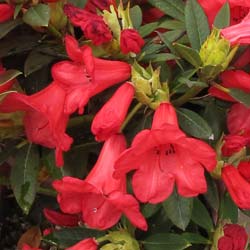 Rododendro vermelho 'Elisabeth'